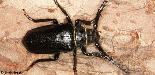 Prionus coriarius B