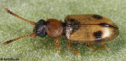 Psammoecus bipunctatus