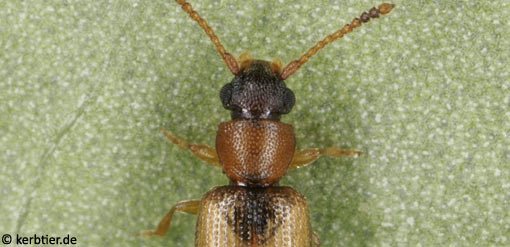 Psammoecus bipunctatus B