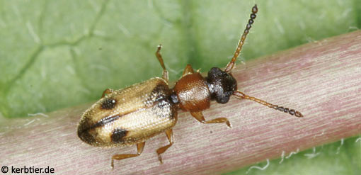 Psammoecus bipunctatus C