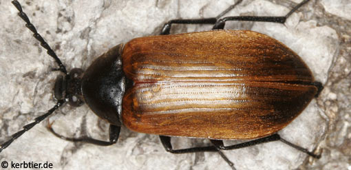 Pseudocistela ceramboides