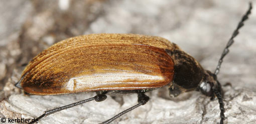 Pseudocistela ceramboides B