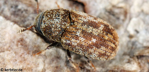 Pteleobius vittatus