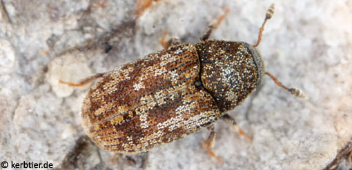 Pteleobius vittatus B