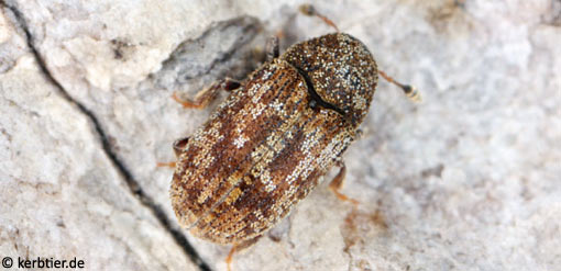 Pteleobius vittatus C