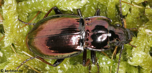 Pterostichus burmeisteri