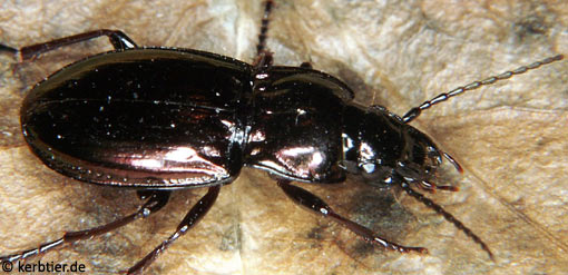 Pterostichus burmeisteri C