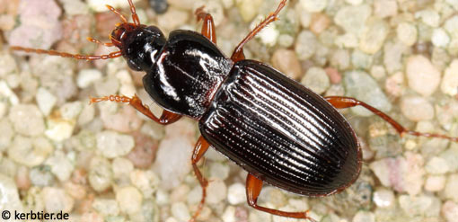 Pterostichus longicollis