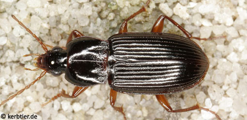 Pterostichus longicollis B