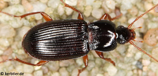 Pterostichus longicollis C