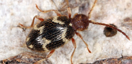 Ptinus rufipes B