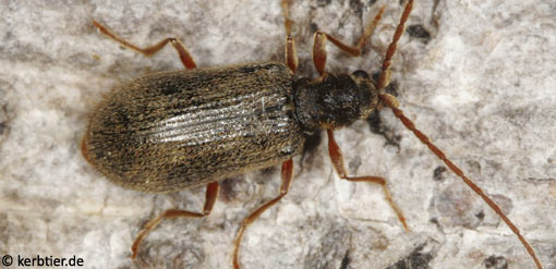 Ptinus rufipes C