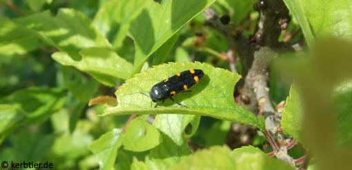 Ptosima flavoguttata B