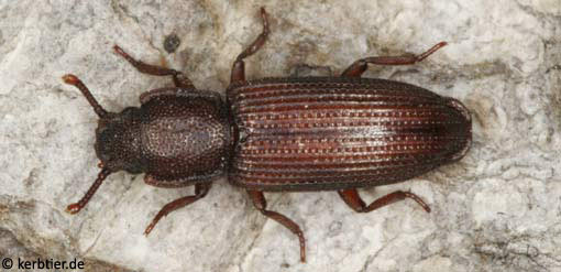 Pycnomerus terebrans