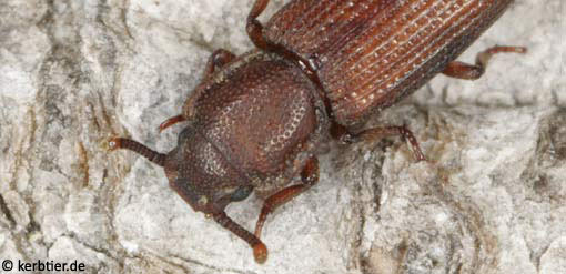 Pycnomerus terebrans B