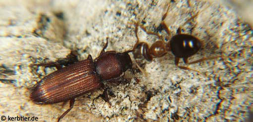 Pycnomerus terebrans C