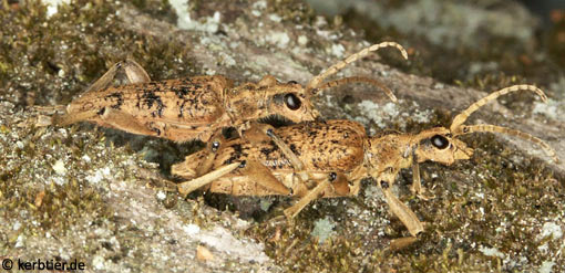 Rhagium sycophanta