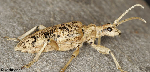 Rhagium sycophanta B