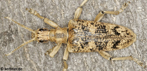 Rhagium sycophanta C