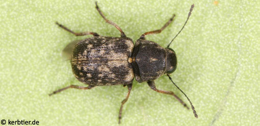 Rhaphitropis oxyacanthae B