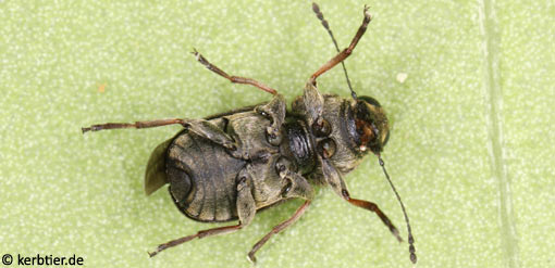 Rhaphitropis oxyacanthae C