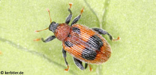 Rhynchaenus alni