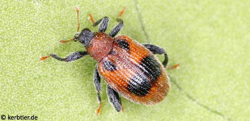 Rhynchaenus alni B