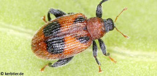 Rhynchaenus alni C