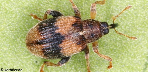 Rhynchaenus lonicerae