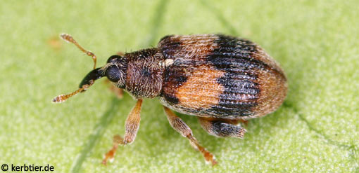 Rhynchaenus lonicerae B