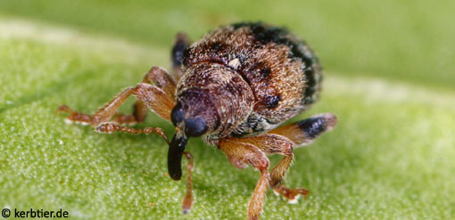 Rhynchaenus lonicerae C