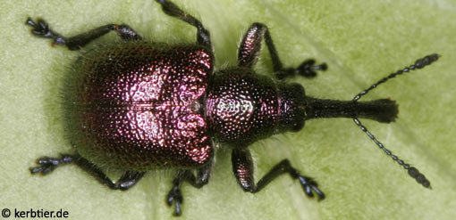Coleoptera hibosorus illigeri  6exx    italy sardegna 