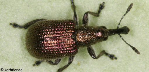 Rhynchites cupreus