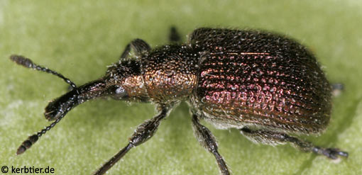 Rhynchites cupreus B