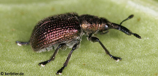 Rhynchites cupreus C