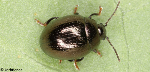 Sclerophaedon orbicularis