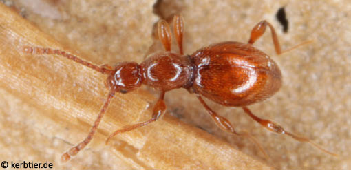 Scydmaenus perrisii C