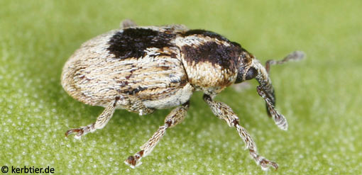 Sibinia phalerata