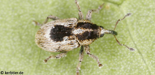 Sibinia phalerata B