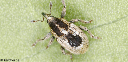 Sibinia phalerata C