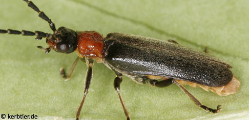 Silis ruficollis