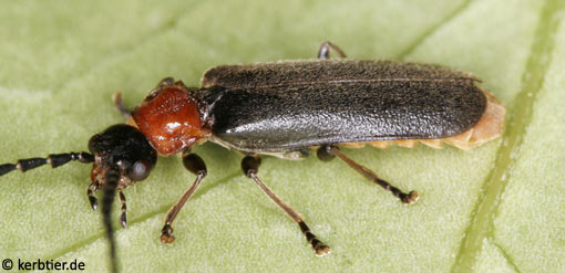 Silis ruficollis B