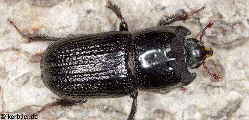 Sinodendron cylindricum C