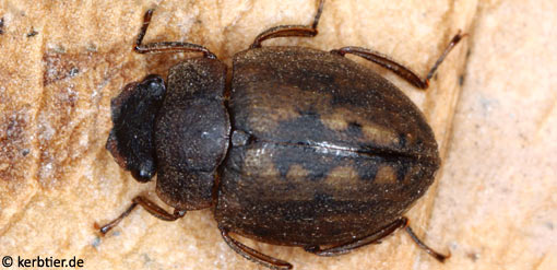 Spercheus emarginatus B