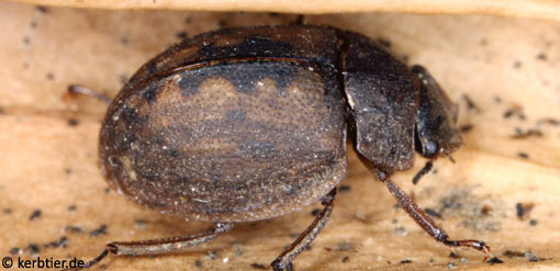 Spercheus emarginatus C