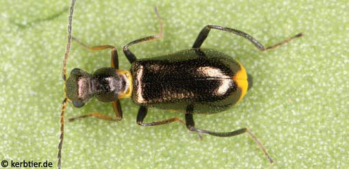 Sphinginus lobatus B