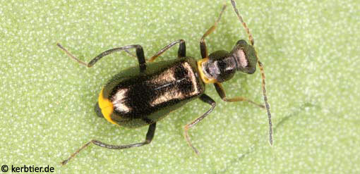 Sphinginus lobatus C