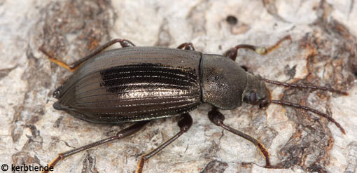 Stenomax aeneus