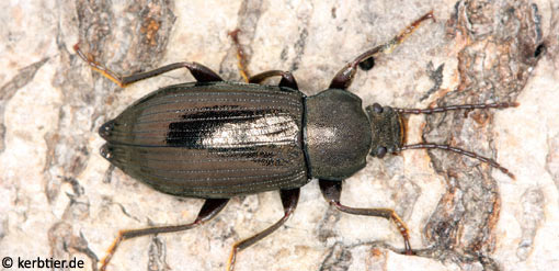 Stenomax aeneus B