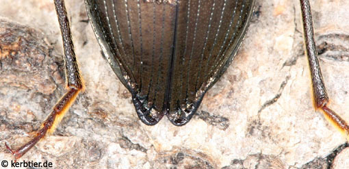 Stenomax aeneus C